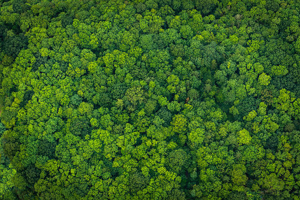 Forest background
